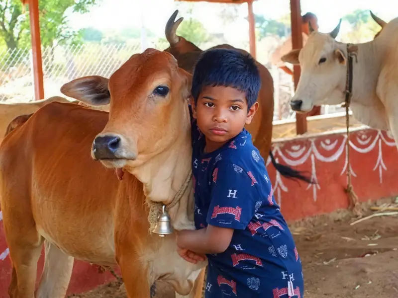 Cows cared for at the ISKCON goshala